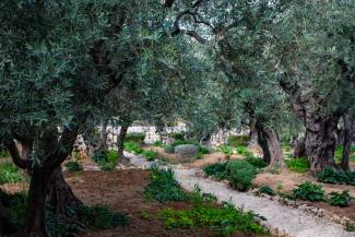 Garten Gethsemane heute